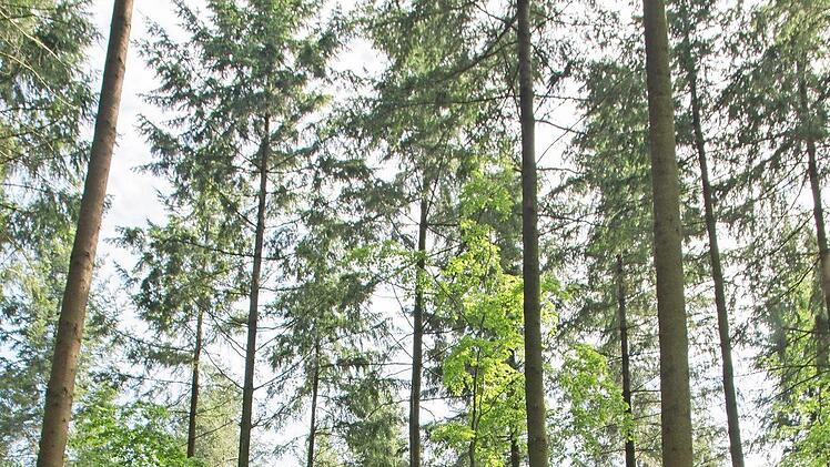 Rund 30 Jahre alt ist der Douglasienbestand im Wald Seidenhausen der Stadt Haßfurt, den Forstoberrat Franz Eder den Stadträten erläuterte.