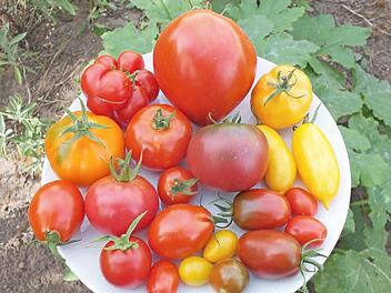 Tomatenvielfalt aus einem Herzogenauracher Garten Fotos: Manfred Welker