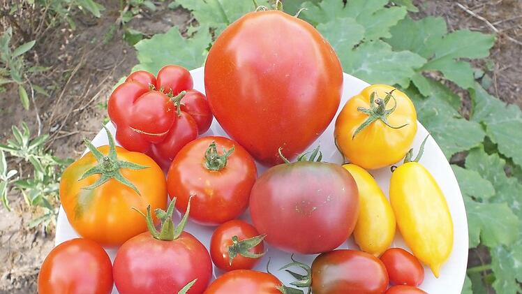 Tomatenvielfalt aus einem Herzogenauracher Garten Fotos: Manfred Welker