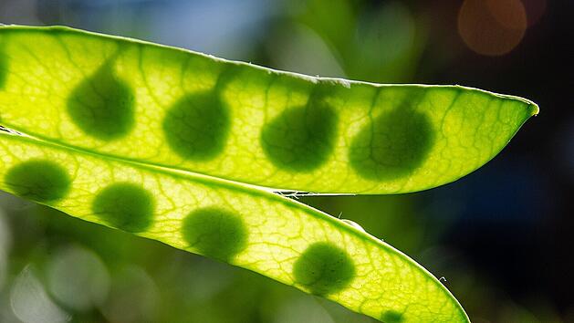 Bei der Wintererbse handelt es sich um eine ertragreiche H&uuml;lsenfrucht.