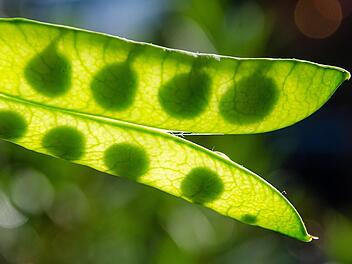 Bei der Wintererbse handelt es sich um eine ertragreiche H&uuml;lsenfrucht.