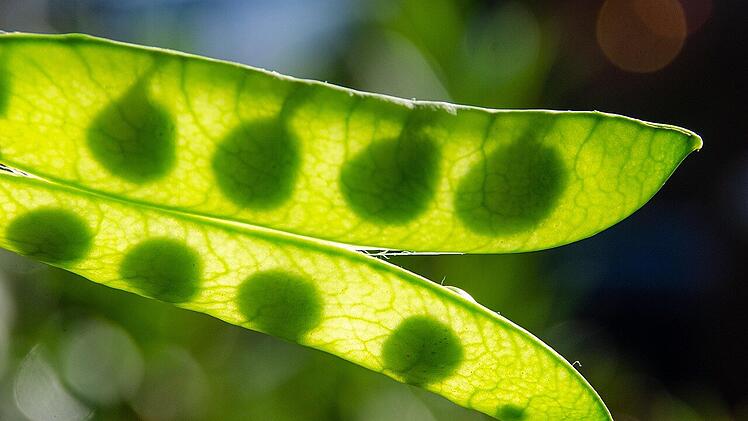 Bei der Wintererbse handelt es sich um eine ertragreiche H&uuml;lsenfrucht.