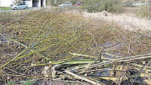 Eine Hecke mit Palmkätzchen war das jüngste Opfer. Foto: Ralf Kestel