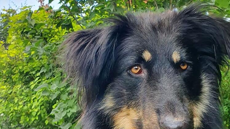 Tierheim Bamberg: Hund Casimir sucht nach "schlimmer Vergangenheit" sein Glück