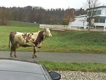 Diese Kuh hielt gestern die Polizei auf Trab: Sie war aus dem Schlachthof ausgerissen. Foto: Valentino Mager