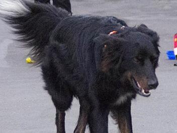 Suchhund Marley hat die Spur aufgenommen. Foto: Marco Meißner