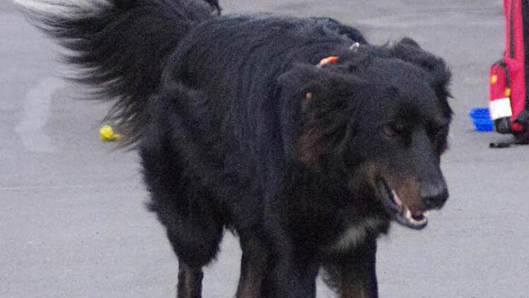 Suchhund Marley hat die Spur aufgenommen. Foto: Marco Meißner