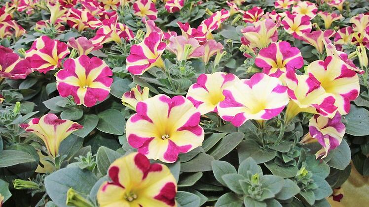"Sinnliche Sissi" so weit das Auge reicht: Die Petunie ist die Balkon-Blume des Jahres 2017.  Foto: Andreas Schmitt