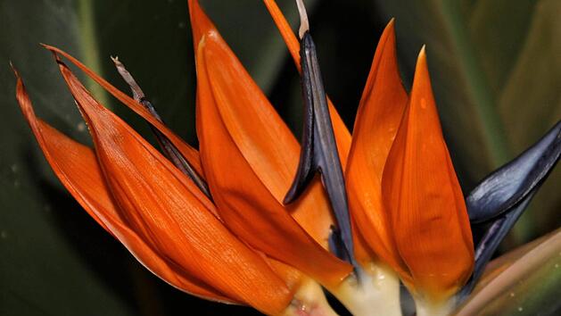 Strelitzien sind besonders auffallende und dankbare Blumen. Foto: Jupp Schröder
