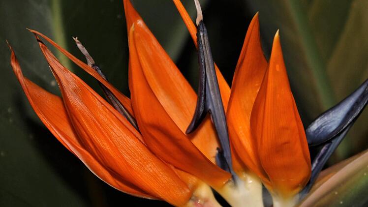 Strelitzien sind besonders auffallende und dankbare Blumen. Foto: Jupp Schröder
