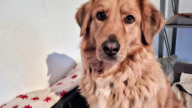 Tierheim Bamberg: Hündin Kali hat "Zuhause aus persönlichen Gründen verloren"