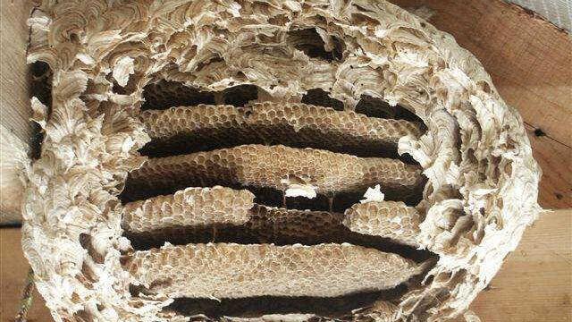 In ein Wespennest passen mehrere Tausend Insekten. Wer so ein Nest im Haus oder im Garten hat, kann die stechenden Wespen deshalb schnell als Plage empfinden. Foto: Archiv