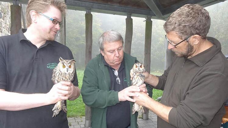 Ab in die Freiheit: Die beiden Waldohreulen Paula und Paul wurden jetzt am Schwarzen Moor ausgewildert. Die Jungvögel, deren Elterntiere verendet sind, hatte Falkner Michael Schanze (rechts) aufgezogen und für das Leben in Freiheit vorbereitet. Die Patenschaft für die Tiere hat der Pächter des Kiosks, Roland Fuchs (Mitte), übernommen, der Paul grade übernimmt. Mit im Bild Mario Bock, der Paula schon gut festhält. Foto: Eckert