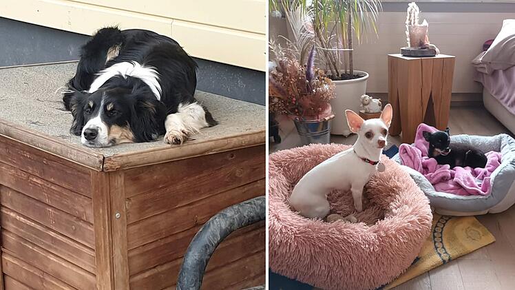 Nüdlingen: Hundepension schlägt Alarm - "fatale Situation"