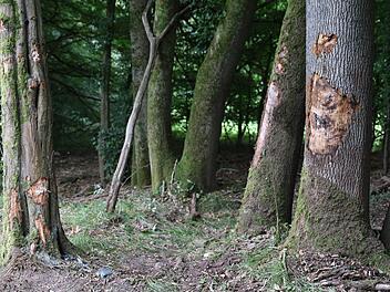 Vier Menschen sterben bei Unfall in Nordhessen