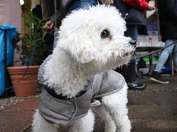 Fotos: Andreas Hofbauer