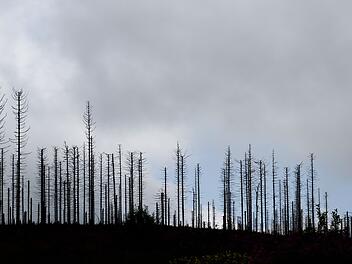 Waldsterben im Harz durch Borkenk&auml;fer
