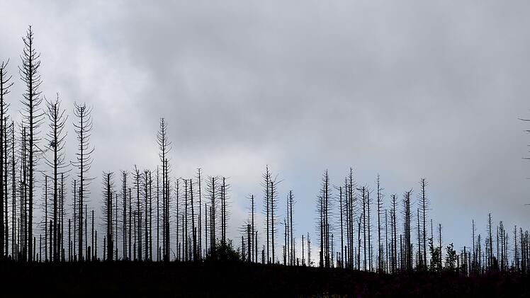 Waldsterben im Harz durch Borkenk&auml;fer