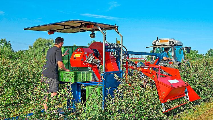 Die Erntemaschine zieht die &Auml;ste nach unten und sch&uuml;ttelt die reifen Fr&uuml;chte ab. &Uuml;ber ein F&ouml;rderband gelangen die Beeren in Kisten, die Lukas Schmitt auf der Plattform wechselt. Eberhard Schorr
