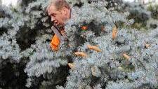 Franz Dorsch hat den Christbaum an den Haken genommen. Foto: Eckehard Kiesewetter