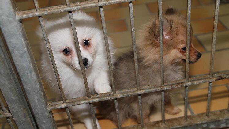 Das Lichtenfelser Tierheim hat 16 von insgesamt 170 Hundewelpen eines bei Bad Reichenhall Mitte Dezember gestoppten Tiertransportes aufgenommen.  Foto: Gerda Völk