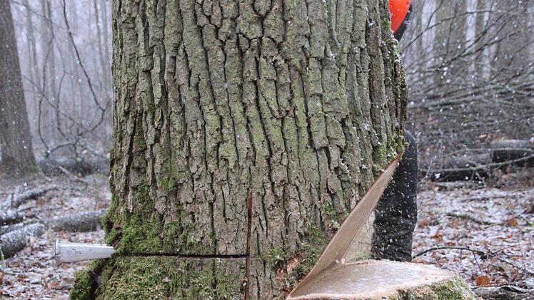 Der richtige Winkel ist entscheidend. Im Regelfall schneidet Hendrik Teutschbein  den Fällkerb im 45-Grad-Winkel von oben in den Stamm. FOTO Diana Fuchs