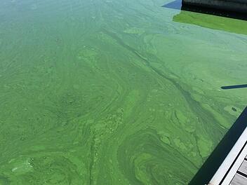 Der Algenteppich auf dem Wasser in der Kieswäsch. Foto: Gesundheitsamt