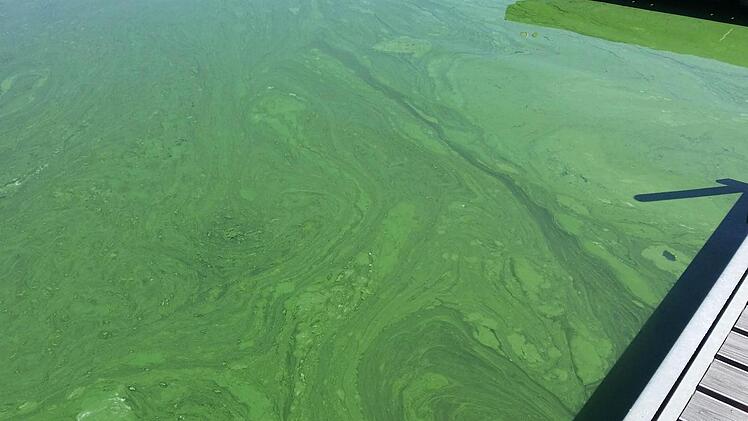 Der Algenteppich auf dem Wasser in der Kieswäsch. Foto: Gesundheitsamt