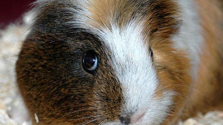 So ein süßes Meerschweinchen ist auch Lorenzo gewesen. Er musste sinnlos sterben, weil sein total betrunkenes Herrchen seine Wut an ihm ausgelassen und ihn mit einem Aschenbecher erschlagen hat.  Symbolbild: privat