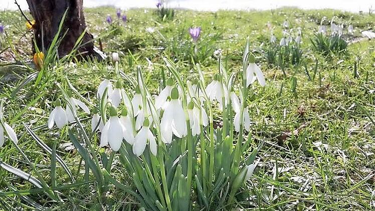 Während im Hintergrund der Schnee schmilzt, blühen schon die ersten Blumen in Förtschendorf.