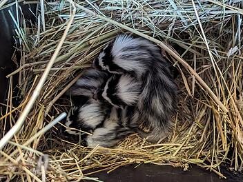 Tiergarten N&uuml;rnberg freut sich &uuml;ber Nachwuchs einer besonderen Tierart