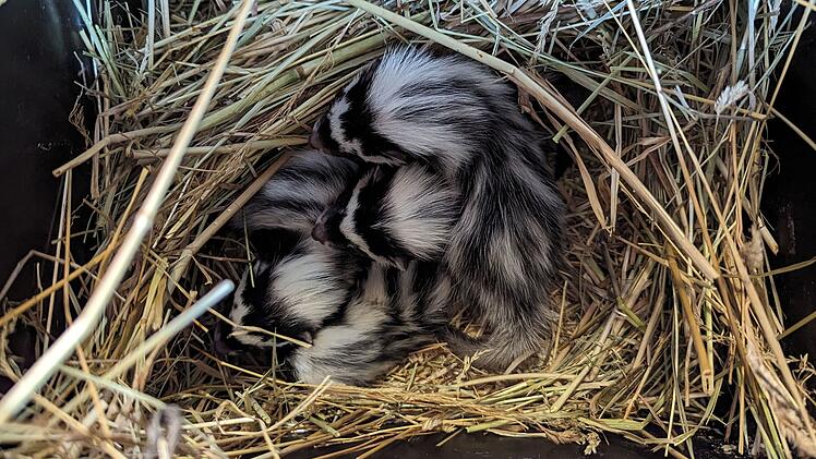 Tiergarten N&uuml;rnberg freut sich &uuml;ber Nachwuchs einer besonderen Tierart