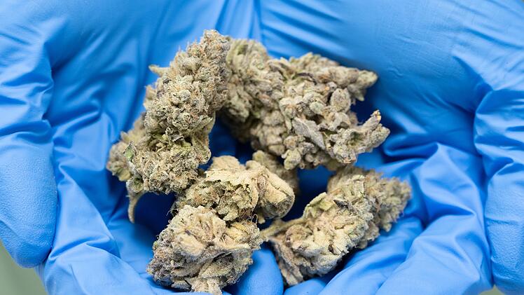 Cannabis-Zucht