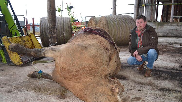 In der Viehherde des Langenleitner Landwirts Michael Voll verendete eine Kuh auf grausame Art und Weise. Es gibt starke Anzeichen dafür, dass ein Unbekannter das Tier vergiftete und durchbohrte. Klarheit soll eine Untersuchung schaffen. Jetzt hat sich die Tierschutzorganisation Peta eingeschaltet. Johannes Schlereth