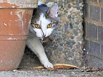 Eine Katze spielt mit einer kurz zuvor gefangenen Maus. Foto: Julian Stratenschulte/dpa