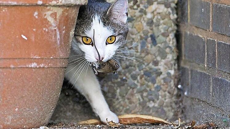 Eine Katze spielt mit einer kurz zuvor gefangenen Maus. Foto: Julian Stratenschulte/dpa