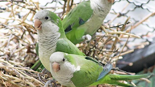 M&ouml;nchssittiche im Tierpark "R&ouml;hrensee" Foto: privat