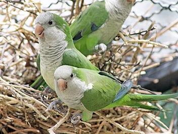 M&ouml;nchssittiche im Tierpark "R&ouml;hrensee" Foto: privat