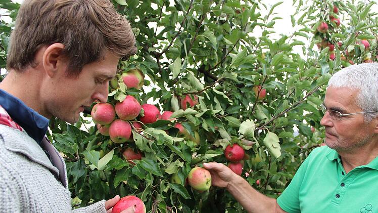 Beim Kontrollgang in den Apfelkulturen zusammen mit seinem Vater Claus Schmitt zeigt Clemens Schmitt einen Apfel mit Hagelschaden. Unwetter sind  ein nichtkalkulierbares Risiko im Obstanbau.Heike Beudert