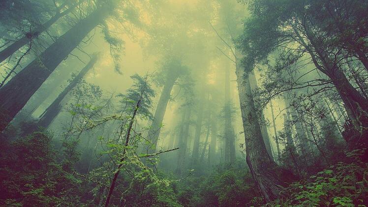 Im Teutoburger Wald wurde im Februar eine Speicherkarte mit Hinweisen auf sexuellen Missbrauch sowie Kinderpornografie gefunden. Der Tatverd&auml;chtige  muss sich jetzt vor Gericht verantworten. Symbolfoto: pixabay.com/Free-Photos