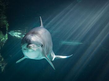 Nürnberg: Delfinweibchen in Tiergarten eingezogen - so geht es Dörte in ihrem neuen Zuhause Nürnberg: Delfinweibchen in Tiergarten eingezogen - so geht es Dörte in ihrem neuen Zuhause