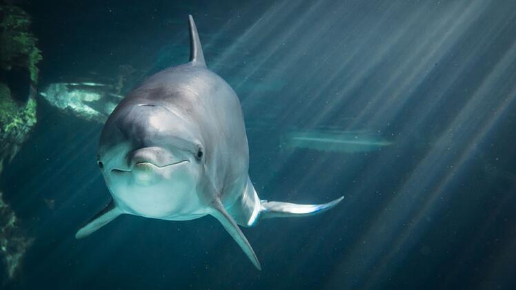 N&uuml;rnberg: Delfinweibchen in Tiergarten eingezogen - so geht es D&ouml;rte in ihrem neuen Zuhause