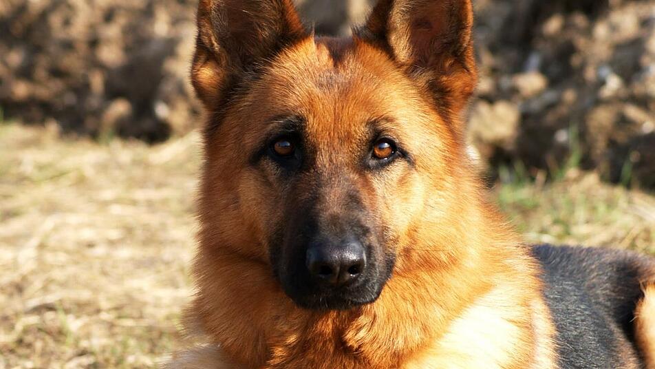 Ansbach 24Jähriger misshandelt seinen Hund mit Elektroschocker und