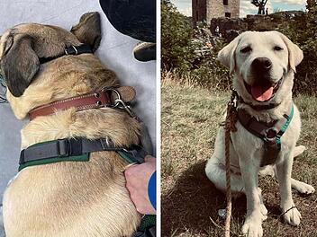 Tierheim Nürnberg: Hund Herbert rettet Leben - "unglaublich dankbar"