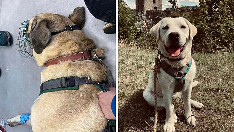 Tierheim Nürnberg: Hund Herbert wird zum Lebensretter