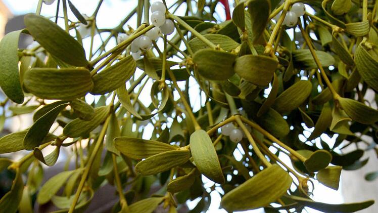 Die immergrüne Mistel gilt als Symbol der Fruchtbarkeit und des Wachstums. Foto: dpa