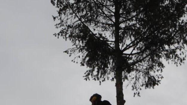 Ein Hubsteiger war nötig, um die Douglasie zu entasten. Foto: Mäuser