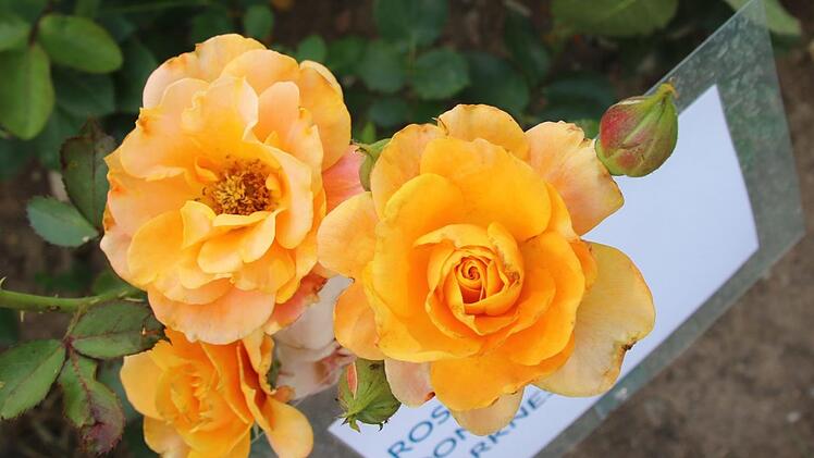 Sorte Donaugold.  Foto: Ralf Ruppert