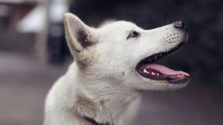 Weißer Hund, Hundebiss, gebissen