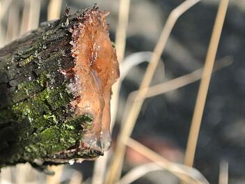 Der Weinstock transportiert noch Wasser aus der Erde nach oben, er möchte seine Früchte versorgen. Die sind aber nicht mehr da. Ein Unbekannter hat die Rebe fein säuberlich zersägt. Fotos: Brigitte Krause